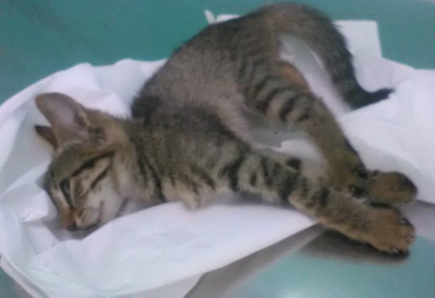 Φθιώτιδα: Βρήκαν στην Άμπλιανη Λαμίας μωρό γατάκι πυροβολημένο δύο φορές με αεροβόλο