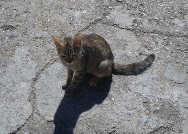 Έκκληση για τη φιλοξενία γάτας που απεγκλωβίστηκε από τις γραμμές του Προαστιακού «Δ. Πλακεντίας»
