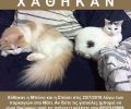 Χάθηκαν δύο γάτες στο Μάτι Αττικής