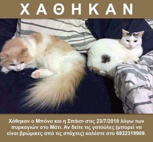 Χάθηκαν δύο γάτες στο Μάτι Αττικής