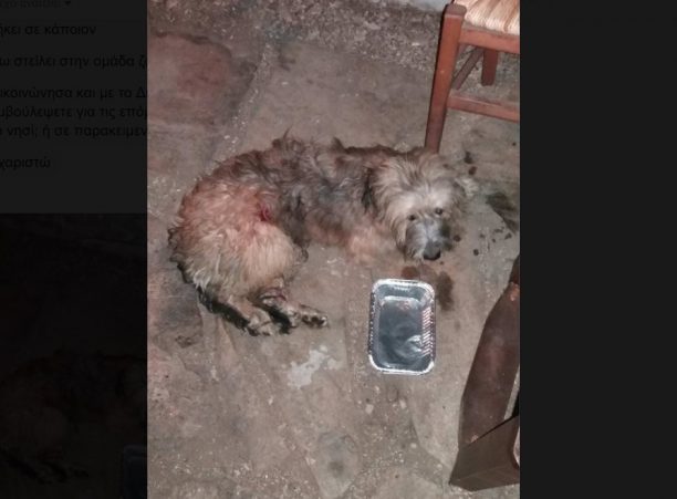 Έκκληση για την περίθαλψη τραυματισμένου σκύλου στην Ικαρία