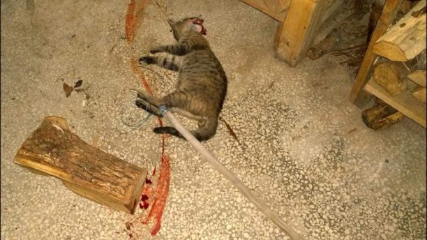 Σκότωσε γάτα με κούτσουρο αφού την έπιασε με θηλιά σε πυλωτή πολυκατοικίας στην Καλαμαριά Θεσσαλονίκης (βίντεο)