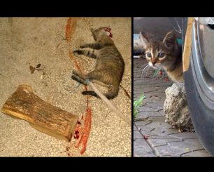 Θεσσαλονίκη: Αναζητούν τον δράστη που βασάνισε και σκότωσε γάτα στην Καλαμαριά (βίντεο)