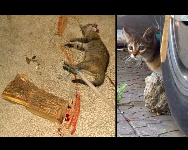 Θεσσαλονίκη: Αναζητούν τον δράστη που βασάνισε και σκότωσε γάτα στην Καλαμαριά (βίντεο)