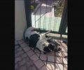 Δύο σκυλιά νεκρά από φόλες στην Καλλιτεχνούπολη Αττικής