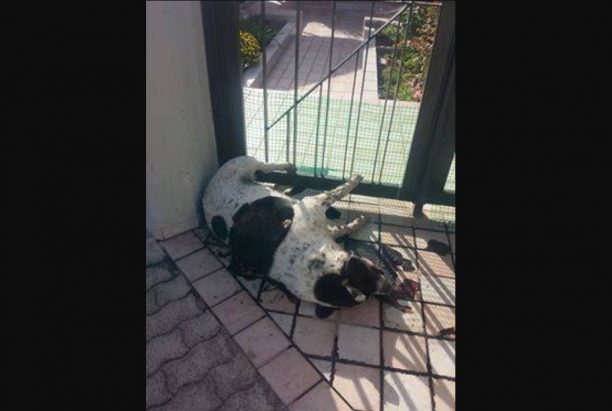 Δύο σκυλιά νεκρά από φόλες στην Καλλιτεχνούπολη Αττικής