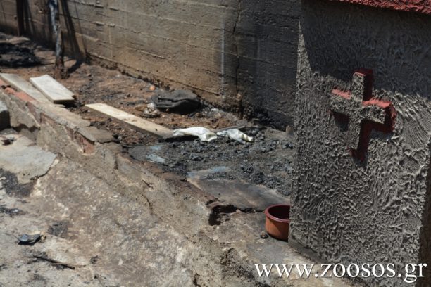 22 γάτες νεκρές από τις φλόγες μέσα σε σπίτι στοv Νέο Βουτζά Αττικής