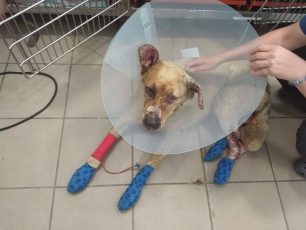 Στο Αττικό Νοσοκομείο Ζώων στην Παιανία νοσηλεύεται ο σκύλος που βρέθηκε με εγκαύματα