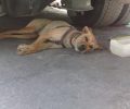 Σκύλος με σαμαράκι/στηθόλουρο βρέθηκε να περιπλανιέται στα Καμίνια Πειραιά