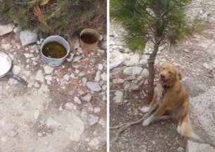 Δανοί τουρίστες κάνουν έκκληση για τη σωτηρία κακοποιημένου σκύλου στην Κάρπαθο