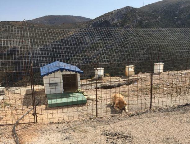 Σκύλος κλεισμένος σε περίφραξη χωρίς νερό στο μοναστήρι Παναγίας Καστριανής στην Κέα εκτεθειμένος στον καύσωνα (βίντεο)