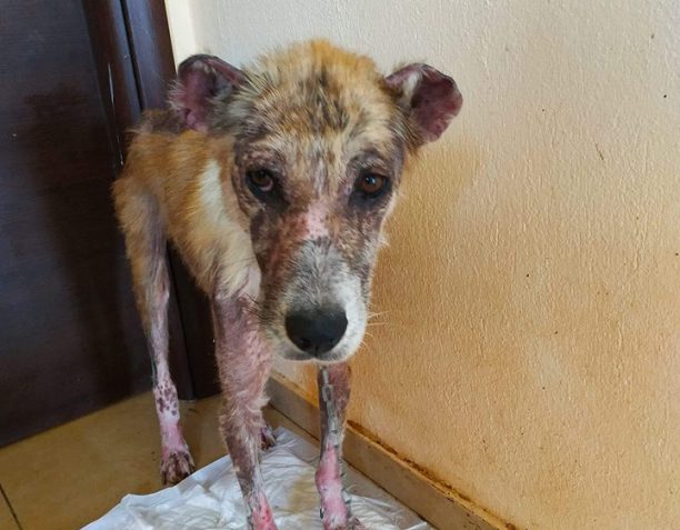 Μεταφέρθηκε σε κτηνιατρείο ο άρρωστος σκύλος που περιφερόταν εξαθλιωμένος στο Κελλί Χαλκιδικής