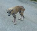 Έκκληση για τον σκελετωμένο και άρρωστο σκύλο που αργοπεθαίνει στο Κελλί Χαλκιδικής