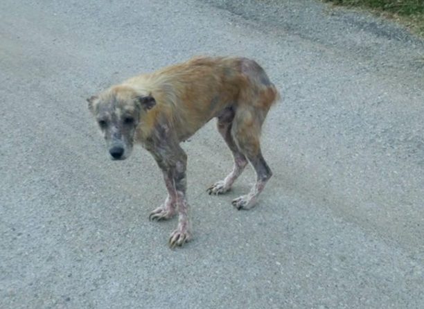 Έκκληση για τον σκελετωμένο και άρρωστο σκύλο που αργοπεθαίνει στο Κελλί Χαλκιδικής