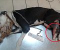 Βασάνιζε τον σκύλο για καιρό με συρμάτινη θηλιά στο πόδι στην Κερατέα Αττικής