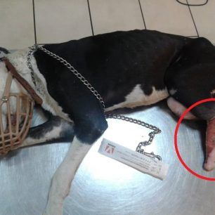 Βασάνιζε τον σκύλο για καιρό με συρμάτινη θηλιά στο πόδι στην Κερατέα Αττικής 1 KerateaSkylosSyrmatiniThilia 3