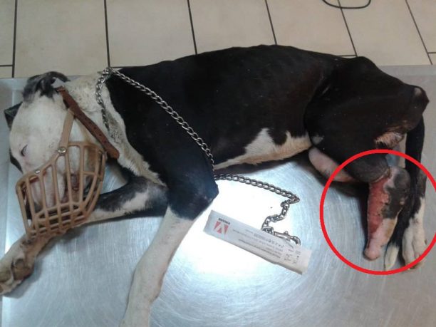 Βασάνιζε τον σκύλο για καιρό με συρμάτινη θηλιά στο πόδι στην Κερατέα Αττικής