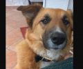 Χάθηκε θηλυκός σκύλος στο Μάτι Αττικής
