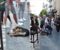 Αναβλήθηκε η διαμαρτυρία φιλόζωων στην Κόρινθο για τα απανωτά κρούσματα δηλητηρίασης ζώων με φόλες