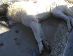 Για άλλη μια φορά φόλες και δύο αδέσποτα σκυλιά νεκρά από φόλες στην Κορωνησία Άρτας
