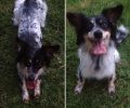 Χάθηκε θηλυκός σκύλος από το Κόκκινο Λιμανάκι Ραφήνας Αττικής