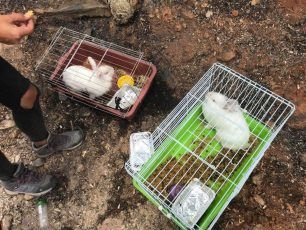 Τα κουνέλια από το Μάτι Αττικής μεταφέρθηκαν στο Κτηνιατρικό Κέντρο Πειραιά
