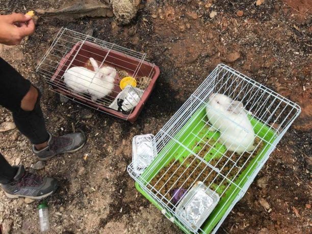 Τα κουνέλια από το Μάτι Αττικής μεταφέρθηκαν στο Κτηνιατρικό Κέντρο Πειραιά