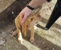 Ευρυτανία: Κατήγγειλε τον αντιδήμαρχο Αγράφων γιατί σκότωσε σκύλο στο Παλαιοχώρι με το υπηρεσιακό όχημα και αδιαφόρησε