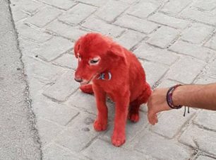 Βρήκε σκυλάκι στα Οινόφυτα Βοιωτίας βαμμένο κόκκινο (βίντεο)