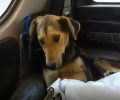Σκύλος νεκρός από φόλα στην Κοζάνη (βίντεο)