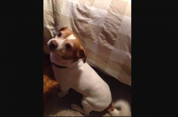 Βρέθηκε - Χάθηκε αρσενικός μικρόσωμος σκύλος στους Αμπελόκηπους της Αθήνας
