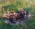 Ποιος έκαψε τον αδέσποτο σκύλο στην Αγιά Λάρισας; (Βίντεο)