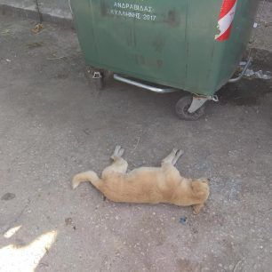 Τέσσερα αδέσποτα σκυλιά και μια γάτα νεκρά από φόλες στα Λεχαινά Ηλείας 4 LehainaDilitiriasmenaSkyliaIoulios2018 1