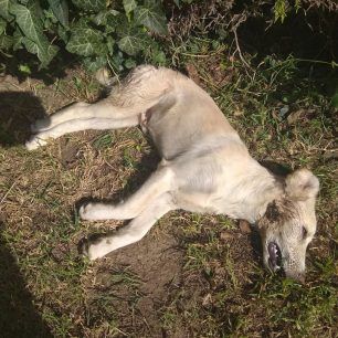 Τέσσερα αδέσποτα σκυλιά και μια γάτα νεκρά από φόλες στα Λεχαινά Ηλείας 3 LehainaDilitiriasmenaSkyliaIoulios2018 2