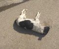 Τέσσερα αδέσποτα σκυλιά και μια γάτα νεκρά από φόλες στα Λεχαινά Ηλείας
