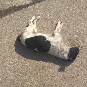 Τέσσερα αδέσποτα σκυλιά και μια γάτα νεκρά από φόλες στα Λεχαινά Ηλείας 5 LehainaDilitiriasmenaSkyliaIoulios2018 3