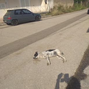 Τέσσερα αδέσποτα σκυλιά και μια γάτα νεκρά από φόλες στα Λεχαινά Ηλείας 2 LehainaDilitiriasmenaSkyliaIoulios2018 4
