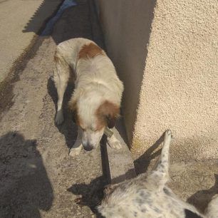 Τέσσερα αδέσποτα σκυλιά και μια γάτα νεκρά από φόλες στα Λεχαινά Ηλείας 1 LehainaDilitiriasmenaSkyliaIoulios2018 5