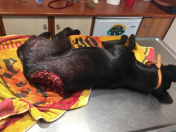 Αναζητούν τον δράστη που πυροβόλησε σχεδόν εξ επαφής σκύλο στην περιοχή της Σκάλας στα Πάμφιλα Λέσβου