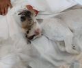 Τι απαντάει η γκρούμερ που από λάθος της σκύλος κρεμάστηκε στην Κτηνιατρική Κλινική «Κυανούς Σταυρός»