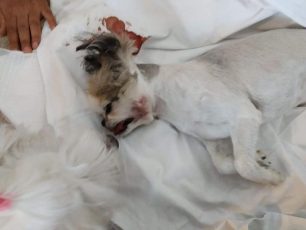 Τι απαντάει η γκρούμερ που από λάθος της σκύλος κρεμάστηκε στην Κτηνιατρική Κλινική «Κυανούς Σταυρός»