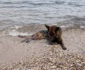 Εξαντλημένο λυκόσκυλο στην παραλία στην Αργυρή Ακτή στη Νέα Μάκρη Αττικής