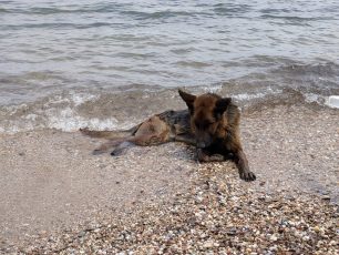 Εξαντλημένο λυκόσκυλο στην παραλία στην Αργυρή Ακτή στη Νέα Μάκρη Αττικής