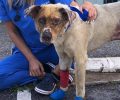 Σώθηκε ο σκύλος που βρέθηκε καμένος στον Νέο Βουτζά Αττικής