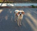 Βρέθηκε εξαντλημένος σκύλος με περιλαίμιο στο Μαρούσι κοντά στον σταθμό του Η.Σ.Α.Π. «Νερατζιώτισσα»