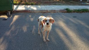 Βρέθηκε εξαντλημένος σκύλος με περιλαίμιο στο Μαρούσι κοντά στον σταθμό του Η.Σ.Α.Π. «Νερατζιώτισσα»