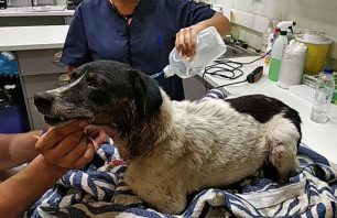 Σε κρίσιμη κατάσταση νοσηλεύεται ο σκύλος που βρέθηκε καμένος στο Μάτι Αττικής (βίντεο)