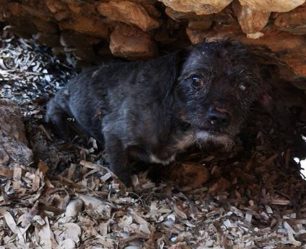 Βρήκαν μικρόσωμο μαύρο σκύλο με εγκαύματα στην παραλία στο Μάτι Αττικής (βίντεο)