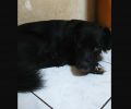 Χάθηκε μαύρος αρσενικός σκύλος στο Ηράκλειο Κρήτης