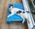 Χάθηκε αρσενική γάτα στο Νέο Ρύσιο Θεσσαλονίκης